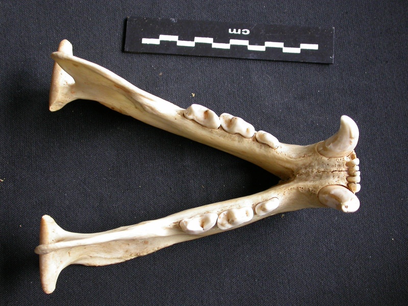 Mandibules (13295 visites) Panthera pardus - Mâle - AdulteCollection : Département d'Ostéologie du Musée National du Kenya,... Mandibules