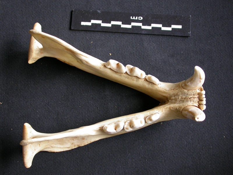 Mandibules