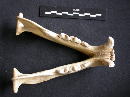 Mandibules