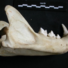 Mandibule (12306 visites) Panthera pardus - Mâle - Adulte - Élément droitCollection : Département d'Ostéologie du Musée ... Mandibule