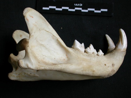Mandíbula (12323 visitas) Panthera pardus - Macho - Adulto - Elemento derechoColección : Departamento d'Osteología del Museo... Mandíbula