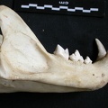 Mandibule (12699 visites) Panthera pardus - Mâle - Adulte - Élément droitCollection : Département d'Ostéologie du Musée ... Mandibule