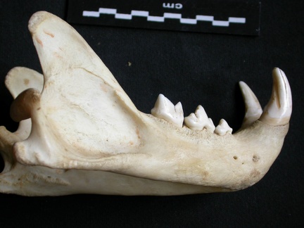 Mandíbula (12745 visitas) Panthera pardus - Macho - Adulto - Elemento derechoColección : Departamento d'Osteología del Museo... Mandíbula