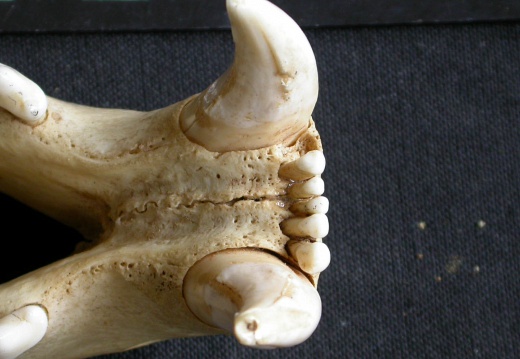 Parte inferior del incisivo (13142 visitas) Panthera pardus - Macho - AdultoColección : Departamento d'Osteología del Museo Nacional de Kenia,... Parte inferior del incisivo