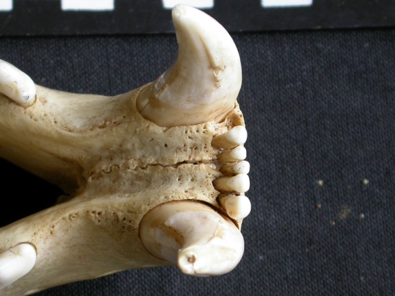 Partie incisive mandibulaire (13213 visites) Panthera pardus - Mâle - AdulteCollection : Département d'Ostéologie du Musée National du Kenya,... Partie incisive mandibulaire