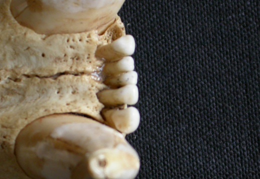 Parte inferior del incisivo (14470 visitas) Panthera pardus - Macho - AdultoColección : Departamento d'Osteología del Museo Nacional de Kenia,... Parte inferior del incisivo