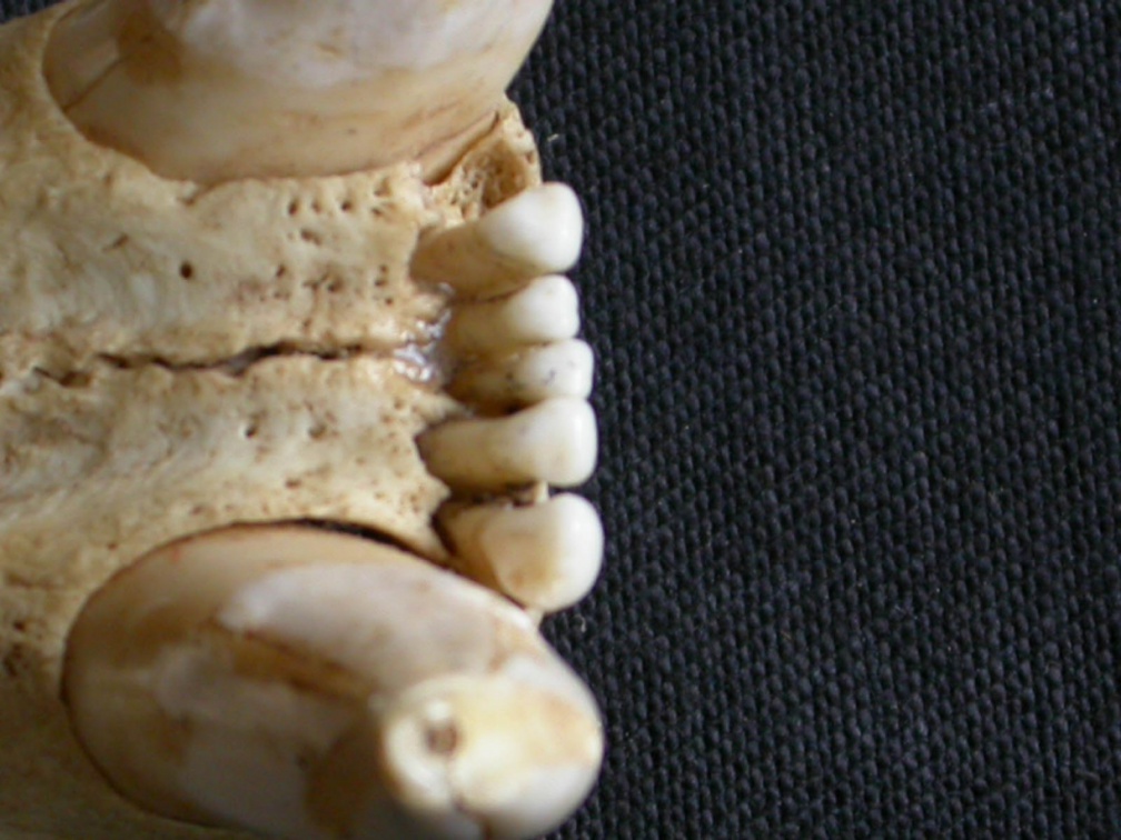 Partie incisive mandibulaire