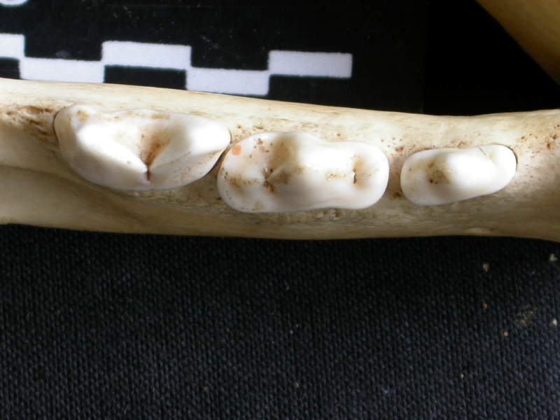 Dentición inferior (13242 visitas) Panthera pardus - Macho - Adulto - Elemento derechoColección : Departamento d'Osteología del Museo... Dentición inferior
