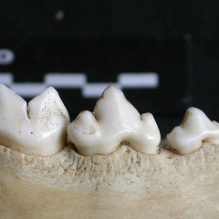 Dentition inférieure (12539 visites) Panthera pardus - Mâle - Adulte - Élément droitCollection : Département d'Ostéologie du Musée ... Dentition inférieure