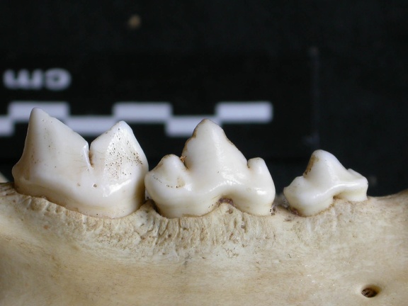 Dentition inférieure (12649 visites) Panthera pardus - Mâle - Adulte - Élément droitCollection : Département d'Ostéologie du Musée ... Dentition inférieure