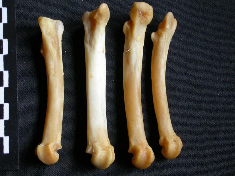 Pp-Mtt1.jpg