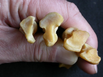 Metatarsals: proximale part (16559 visits) Panthera pardus - Male - Adult - Right elementsCollection: Department d'Osteology of National Museum... Metatarsals: proximale part