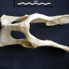 Pelvis (13139 visites) Panthera pardus - Mâle - AdulteCollection : Département d'Ostéologie du Musée National du Kenya,... Pelvis