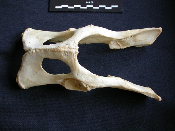 Pelvis (13251 visites) Panthera pardus - Mâle - AdulteCollection : Département d'Ostéologie du Musée National du Kenya,... Pelvis