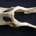 Pelvis (13738 visites) Panthera pardus - Mâle - AdulteCollection : Département d'Ostéologie du Musée National du Kenya,... Pelvis