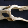 Pelvis