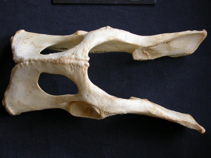 Pelvis (13886 visites) Panthera pardus - Mâle - AdulteCollection : Département d'Ostéologie du Musée National du Kenya,... Pelvis