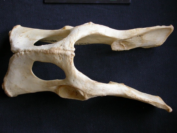 Pelvis (13482 visites) Panthera pardus - Mâle - AdulteCollection : Département d'Ostéologie du Musée National du Kenya,... Pelvis