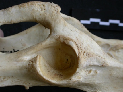 Coxal : acétabulum (15382 visites) Panthera pardus - Mâle - Adulte - Élément gaucheCollection : Département d'Ostéologie du Musée... Coxal : acétabulum