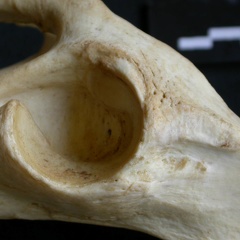 Coxal : acétabulum (15831 visites) Panthera pardus - Mâle - Adulte - Élément gaucheCollection : Département d'Ostéologie du Musée... Coxal : acétabulum