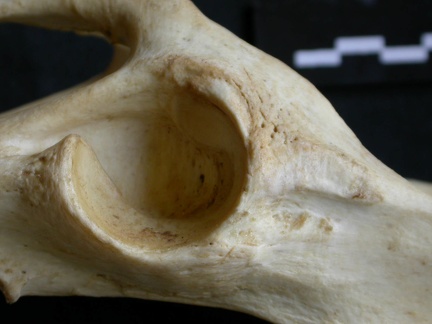 Coxal : acétabulum (16213 visites) Panthera pardus - Mâle - Adulte - Élément gaucheCollection : Département d'Ostéologie du Musée... Coxal : acétabulum