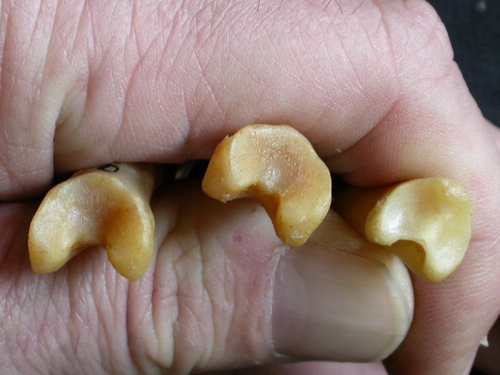 Phalanges : partie proximale (15743 visites) Panthera pardus - Mâle - Adulte - Éléments droitsCollection : Département d'Ostéologie du Musé... Phalanges : partie proximale