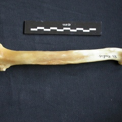 Radius (12990 visites) Panthera pardus - Mâle - Adulte - Élément droitCollection : Département d'Ostéologie du Musée ... Radius