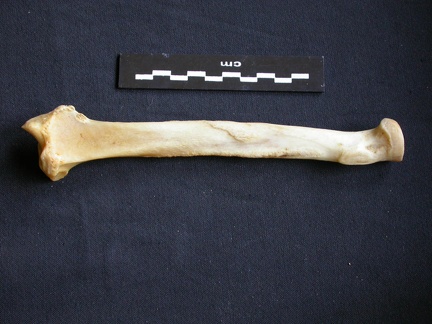Radius (13628 visites) Panthera pardus - Mâle - Adulte - Élément droitCollection : Département d'Ostéologie du Musée ... Radius