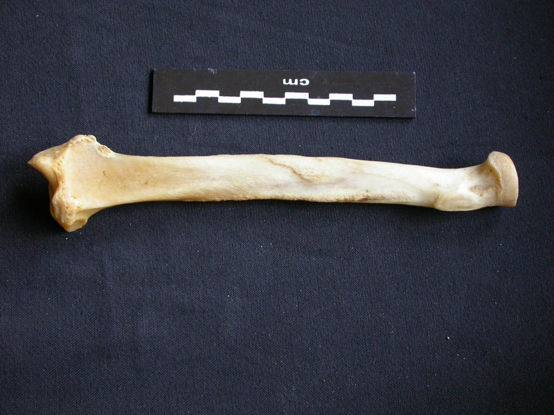 Radius (13172 visites) Panthera pardus - Mâle - Adulte - Élément droitCollection : Département d'Ostéologie du Musée ... Radius