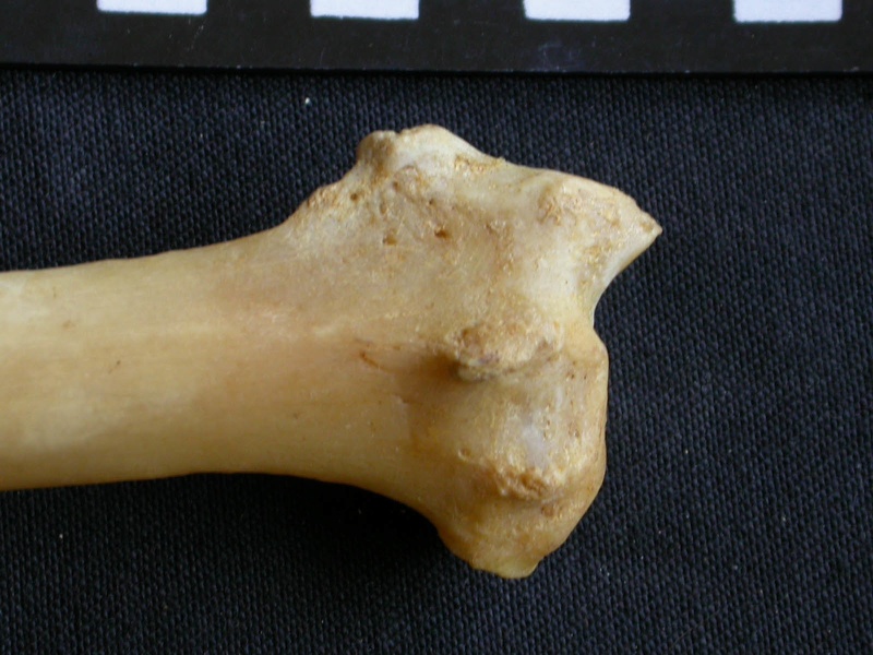 Radius: distal part (14101 visits) Panthera pardus - Male - Adult - Right elementCollection: Department d'Osteology of National Museum ... Radius: distal part