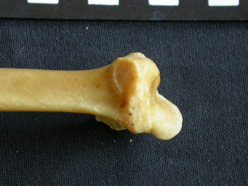 Radius: distal part (14264 visits) Panthera pardus - Male - Adult - Right elementCollection: Department d'Osteology of National Museum ... Radius: distal part