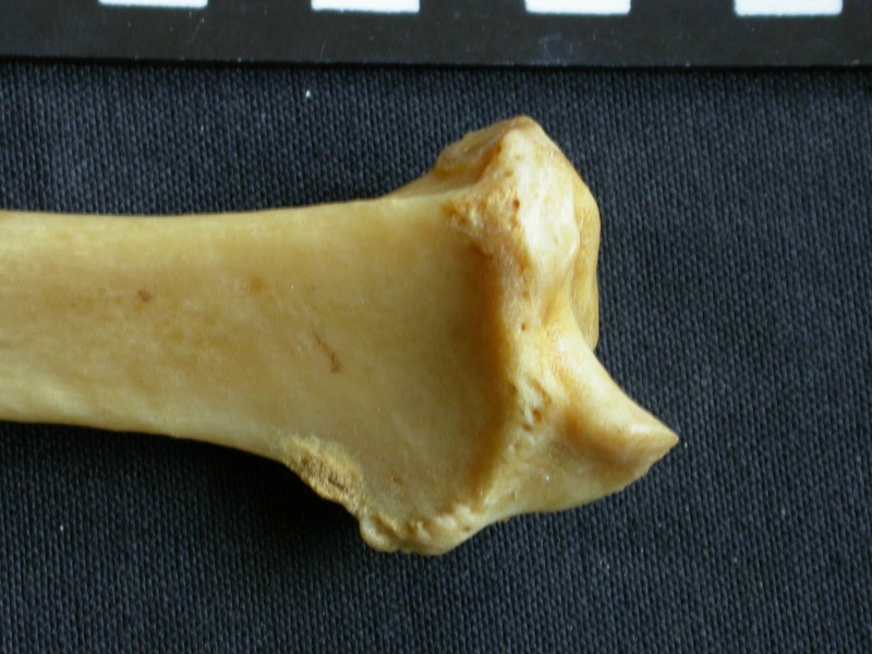 Radius: distal part (13522 visits) Panthera pardus - Male - Adult - Right elementCollection: Department d'Osteology of National Museum ... Radius: distal part