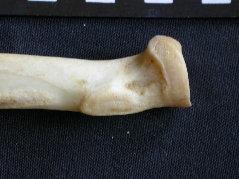 Radius: proximale part (15109 visits) Panthera pardus - Male - Adult - Right elementCollection: Department d'Osteology of National Museum ... Radius: proximale part