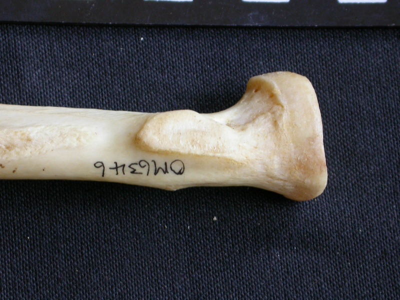 Radius: proximale part (15237 visits) Panthera pardus - Male - Adult - Right elementCollection: Department d'Osteology of National Museum ... Radius: proximale part