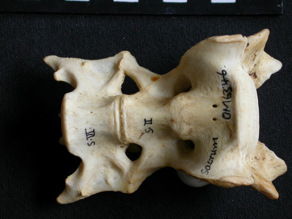 Sacrum (14792 visites) Panthera pardus - Mâle - AdulteCollection : Département d'Ostéologie du Musée National du Kenya,... Sacrum