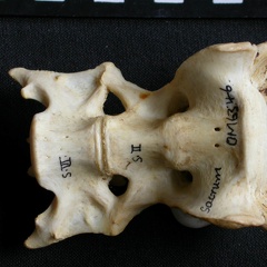 Sacrum (14832 visites) Panthera pardus - Mâle - AdulteCollection : Département d'Ostéologie du Musée National du Kenya,... Sacrum
