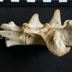Sacrum (14576 visites) Panthera pardus - Mâle - AdulteCollection : Département d'Ostéologie du Musée National du Kenya,... Sacrum