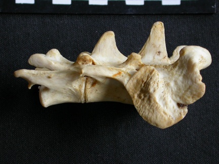 Sacrum (14739 visites) Panthera pardus - Mâle - AdulteCollection : Département d'Ostéologie du Musée National du Kenya,... Sacrum