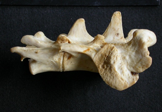 Sacrum (14427 visites) Panthera pardus - Mâle - AdulteCollection : Département d'Ostéologie du Musée National du Kenya,... Sacrum