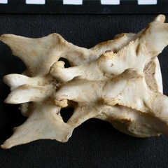 Sacrum (14693 visites) Panthera pardus - Mâle - AdulteCollection : Département d'Ostéologie du Musée National du Kenya,... Sacrum