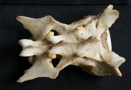 Sacrum (14553 visites) Panthera pardus - Mâle - AdulteCollection : Département d'Ostéologie du Musée National du Kenya,... Sacrum
