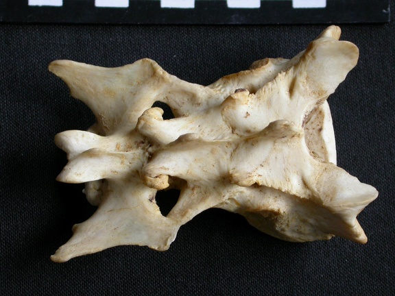 Sacrum (14767 visites) Panthera pardus - Mâle - AdulteCollection : Département d'Ostéologie du Musée National du Kenya,... Sacrum