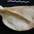Scapula : vue latérale (13799 visites) Panthera pardus - Mâle - Adulte - Élément droitCollection : Département d'Ostéologie du Musée ... Scapula : vue latérale