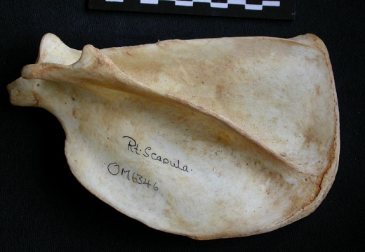 Scapula : vue latérale