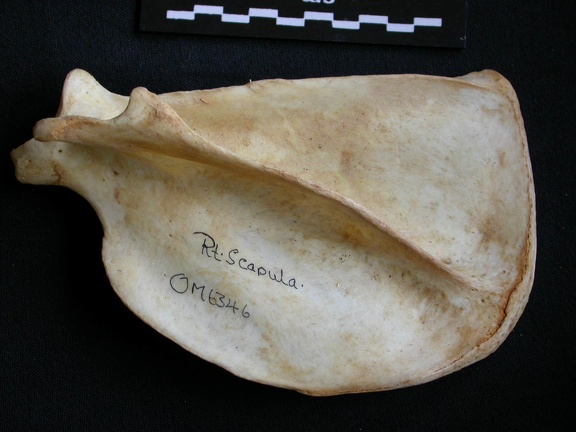 Scapula : vue latérale (13769 visites) Panthera pardus - Mâle - Adulte - Élément droitCollection : Département d'Ostéologie du Musée ... Scapula : vue latérale
