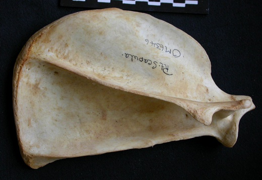 Scapula : vue latérale