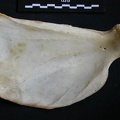 Scapula : vue médiale (14227 visites) Panthera pardus - Mâle - Adulte - Élément droitCollection : Département d'Ostéologie du Musée ... Scapula : vue médiale