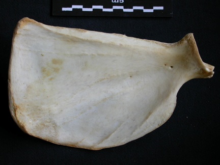 Scapula : vue médiale (14112 visites) Panthera pardus - Mâle - Adulte - Élément droitCollection : Département d'Ostéologie du Musée ... Scapula : vue médiale