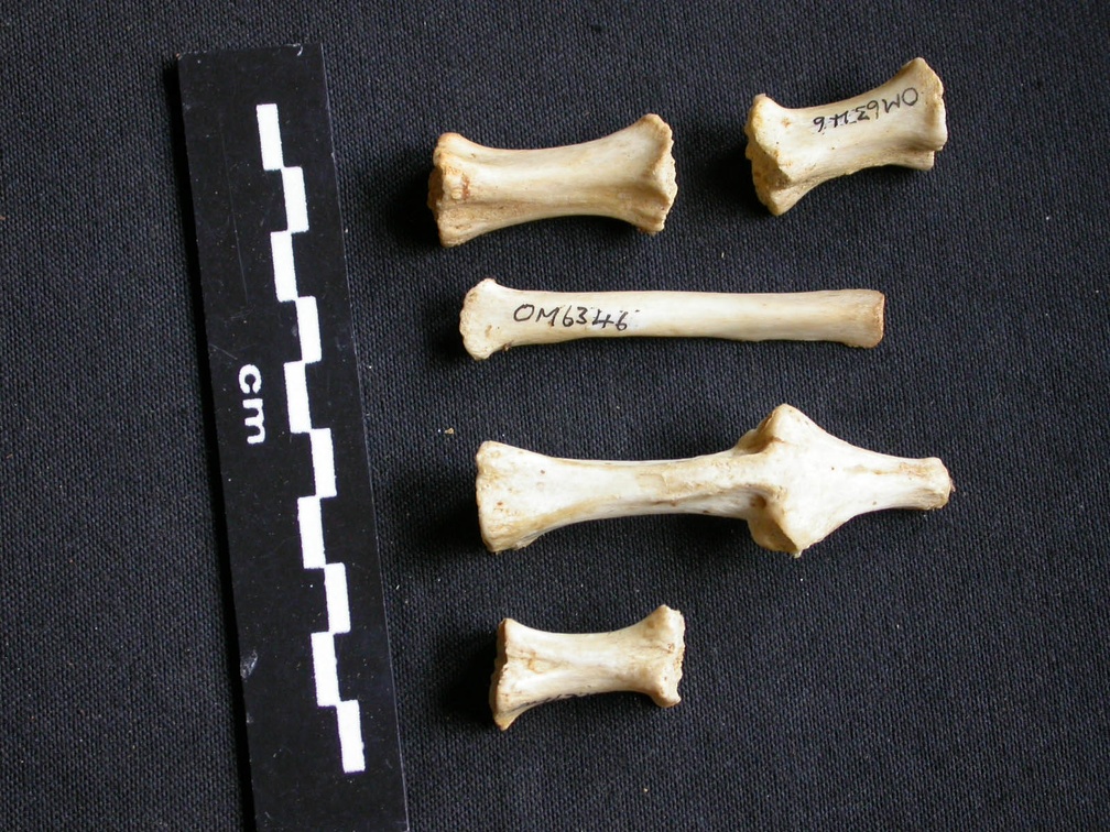 Sternum (13889 visites) Panthera pardus - Mâle - AdulteCollection : Département d'Ostéologie du Musée National du Kenya,... Sternum