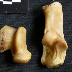 Talus et calcanéus (17125 visites) Panthera pardus - Mâle - Adulte - Éléments droitsCollection : Département d'Ostéologie du Musé... Talus et calcanéus